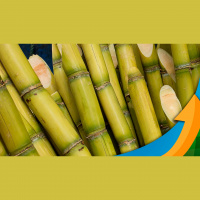 StoneX vê cenário favorável para desenvolvimento dos canaviais da safra 23/24 do Centro-Sul com El Niño no 2º semestre