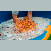 Estocar grãos maduros na água? Embrapa Café que prática é recomendada para os pequenos produtores de cafés especiais e que não compromete qualidade da