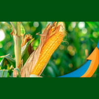 Com custo de produção entre 70 e 80 sc/ha, produtividade alta na safrinha será essencial em Laguna Carapã/MS