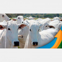 Frigoríficos brasileiros tentam resolver impasse com a carne bovina parada nos terminais chineses e as exportações esfriam pressionando a arroba