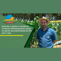 Entender o plantio e manejo do consórcio milho/braquiaria resulta em ganho de produtividade de 10%