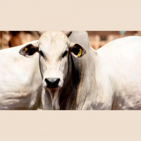 No ranking das exportações de carne bovina em 2022, China lidera e amplia em mais de 70% o volume comprado