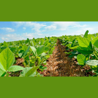 Nova Mutum (MT) se encaminha para o final do plantio da soja, que se desenvolve com poucas chuvas