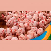 Embrapa faz pesquisa de alimentação fracionada para suínos com uso de robô e detecta melhoria no desempenho técnico, além de economia na ração