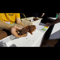 Construção do perfil de solo depende da adoção de boas práticas agrícolas, mas também da diversificação de plantas ao longo do sistema produtivo, aler