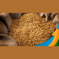 Estiagem derruba produtividade da safra em São Borja (RS) para 5 a 10 sacas por hectare, em média, segundo especialista