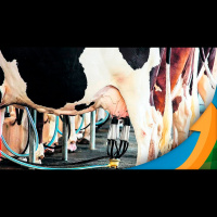 Segundo semestre deve ter recuo no preço do leite pago ao produtor, mas baixa dos custos de produção ainda garantirão margem de lucro