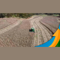 Rondônia entra na reta final da colheita de milho com boa produtividade, mas sem fechar as contas