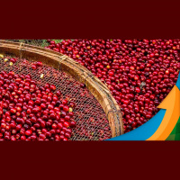 Com cinco floradas registradas, safra de café no centro-norte do Paraná ainda nem começou: Colheita mais de um mês atrasada