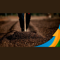 Cooxupé: Com 25% de área colhida, chuva provoca queda de grãos e traz preocupação com a qualidade