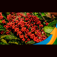 StoneX Brasil: Como o El Niño pode impactar a produção e o mercado de conilon?