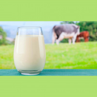 Importações de leite subiram quase 200% no 1º semestre e pressionaram preço do leite pago ao produtor no final de julho