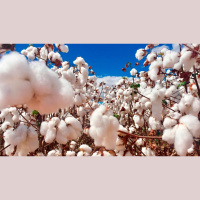 Dia Mundial do Algodão: Abrapa elege politica tributária justa e infraestrutura eficiente com próximos desafios do setor