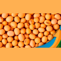 Soja tem dia de pouca movimentação em Chicago por conta de feriado parcial nos EUA