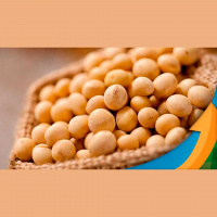 Soja tem fortes altas em Chicago com suporte do farelo e preços têm ligeira melhora no Brasil