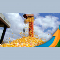 Colheita do milho safrinha em Sidrolândia (MS) chega a 50% das áreas, com perdas devido ao episódio de ventania na última semana