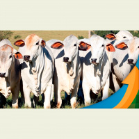 Arroba bovina sem muitas mudanças nesta sexta-feira (2), com quotqueda de braçoquot entre pecuaristas e frigoríficos