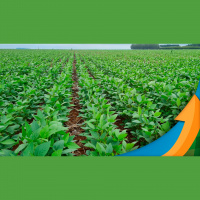 Chuvas irregulares e mal distribuídas colocam em xeque produtividade da soja 22/23 em Cascavel/PR