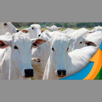 Cenário para os preços da arroba é favorável em setembro com os fundamentos voltando à normalidade mas para evoluir é preciso novidade