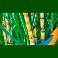 Nuseed investe no futuro da bioenergia do Brasil com valores que devem superar os R$ 75 milhões nos próximos 5 anos