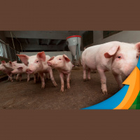 Família de suinocultores chega à 3ª geração na sucessão familiar, com implantação de novas tecnologias e de olho na sustentabilidade