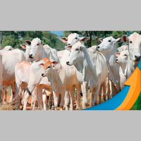 Cenário com maior abate de fêmeas começa a ser desenhado para 2024 com El Niño intenso e pastagens ruins mais oferta, arroba pressionada