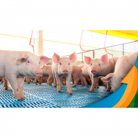 Relação de troca entre custo de produção e preço de venda do suíno no MT melhorou, mas segue desfavorável ao suinocultor, diz liderança