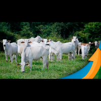 Boitel Chaparral, tradicional confinador no estado de SP estima reduzir entre 25 a 30% a oferta de animais confinados em 2023