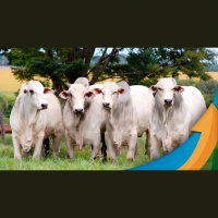 Frigoríficos estão revendo pressão inicial sobre a arroba após caso atípico de vaca louca e cotações do boi comum começam a se recuperar