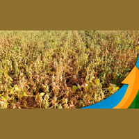 Modelos não mostram boas chuvas e RS terá 3ª menor produtividade dos últimos 10 anos com quebra estimada em 7 milhões de ton na soja