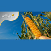Milho: 2022 teve produção robusta e exportações ganhando ritmo, o que deve balizar preços em 2023