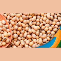 Mercado da soja em Chicago passa por momento de definição mas somente um safra brasileira abaixo dos 150 mi/t mudariam preços