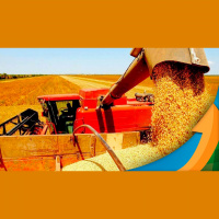 Chuva paralisa colheita da soja em Campo Mourão/PR com produtividades elevadas, mas reduz plantio do milho
