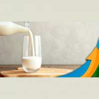 Oferta de leite está menor neste mês de janeiro, com demanda, de certa forma, equilibrada