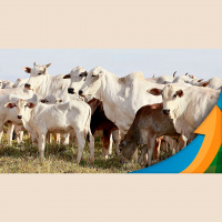 Carne bovina recua menos que arroba do boi em março e tem garantido margens positivas para os frigoríficos de mercado interno