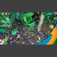 Café no Sudoeste de Minas Gerais: Florada irregular e altas temperaturas resultam queda expressivas de chumbinhos e preocupação com 2024 volta ao rada