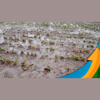 Chuva forte, ventos e granizo causam perda total em lavouras de tabaco e trigo de Canoinhas/SC