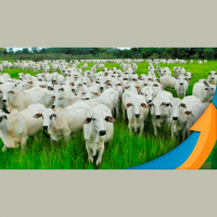 Mercado do boi está próximo do fundo do poço e para atrair confinadores arroba deve subir mais de R$10 até junho, avalia Pátria Agronegócios