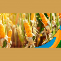 Produtores de Goioerê/PR esperam boa produtividade no milho, mas seguem fora do mercado diante de margens apertadas