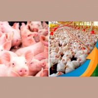 Queda nos custos de produção para aves e suínos deve ajudar a posicionar melhor as proteínas no mercado interno