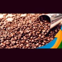 Procafé: Colheita da safra 23 de arábica começa em Minas Gerais com muitos desafios de maturação irregular