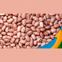 Feijão carioca supera R$400 por saca mesmo com pico de colheita no estado de SP