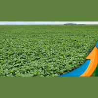 Falta de chuva atrasa o plantio de soja em áreas da C.Vale no PR, MT e MS e preocupa produtores com plantio do milho segunda safra