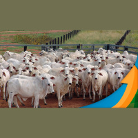 Com escalas mais confortáveis, movimento de alta da arroba do boi perde força volta do feriado será termômetro para preços