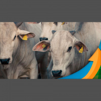 Com nova queda da carne bovina no mercado internacional, margens dos frigoríficos de exportação despencam e muitos já focam mercado interno