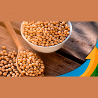 Safra nova nos EUA já se consolida acima dos US$14 / bushel em Chicago com mercado precificando mais uma redução na oferta da safra americana