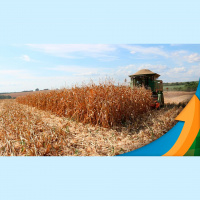 Colheita do milho safrinha em Darcinópolis (TO) termina registrando boas médias de produtividade