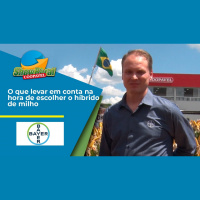 O que levar em conta na hora de escolher o híbrido de milho