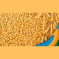 Soja em Chicago tem altas pontuais, mas tendência é de queda com preços podendo voltar para os US$12/bushel , alerta Safras amp Mercado