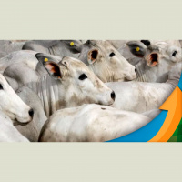 Diante da fraqueza do consumo interno, exportações de carne ganham relevância na precificação da arroba do boi, mas esbarram nos baixos preços interna